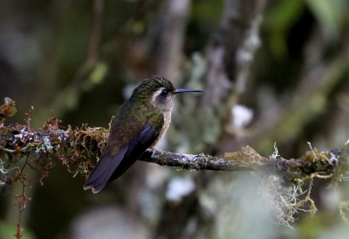 Speckled Hummingbird (inornata) - ML172382191