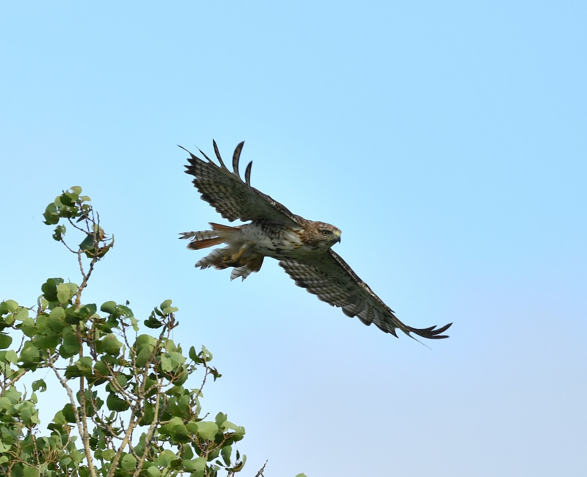 Red-tailed Hawk - Raymond Ladurantaye