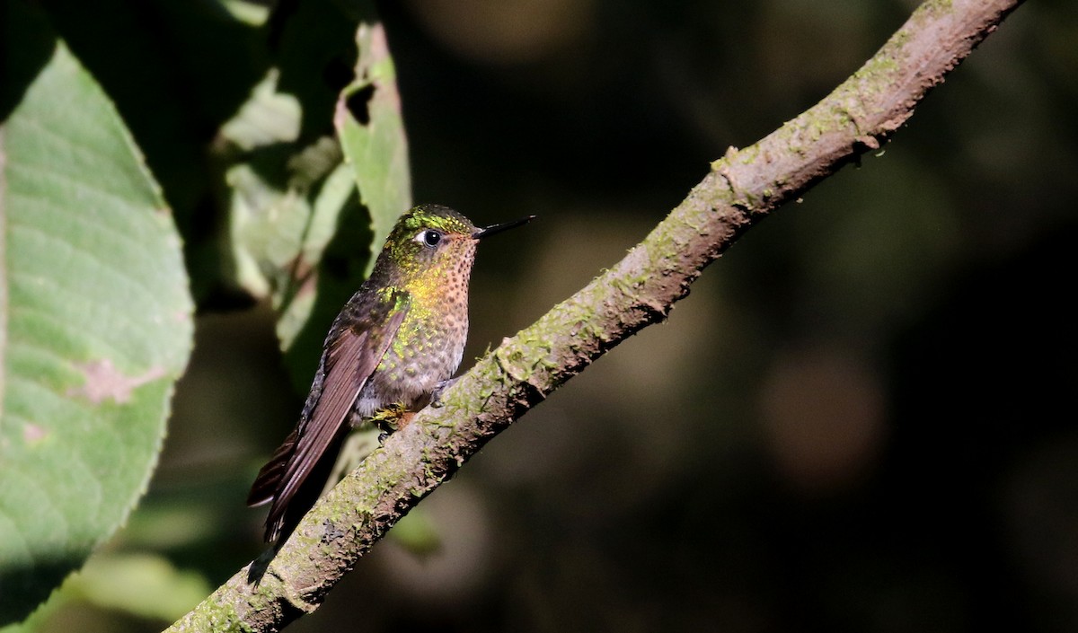kolibřík dřišťálový (ssp. smaragdinicollis) - ML172382621