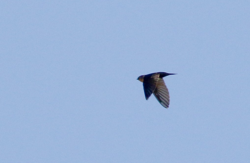Pale-footed Swallow - ML172382901