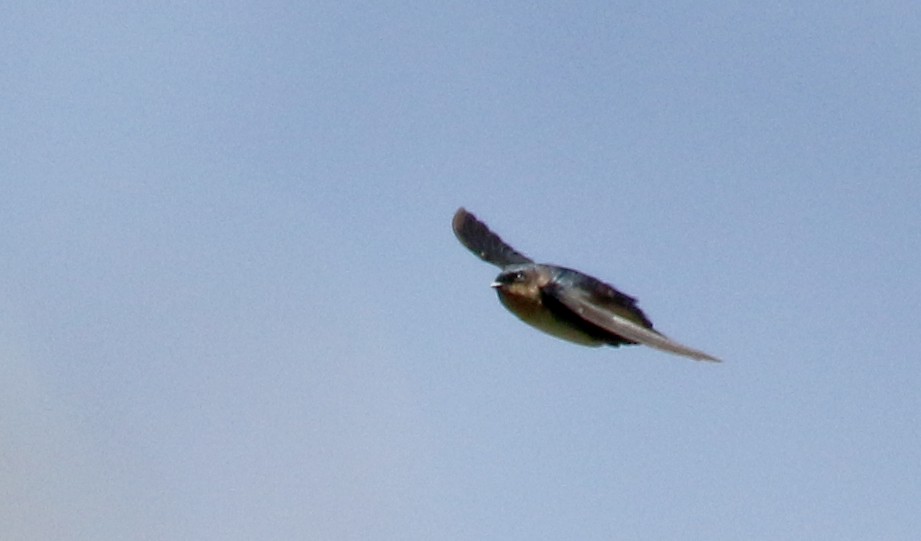 Pale-footed Swallow - Jay McGowan