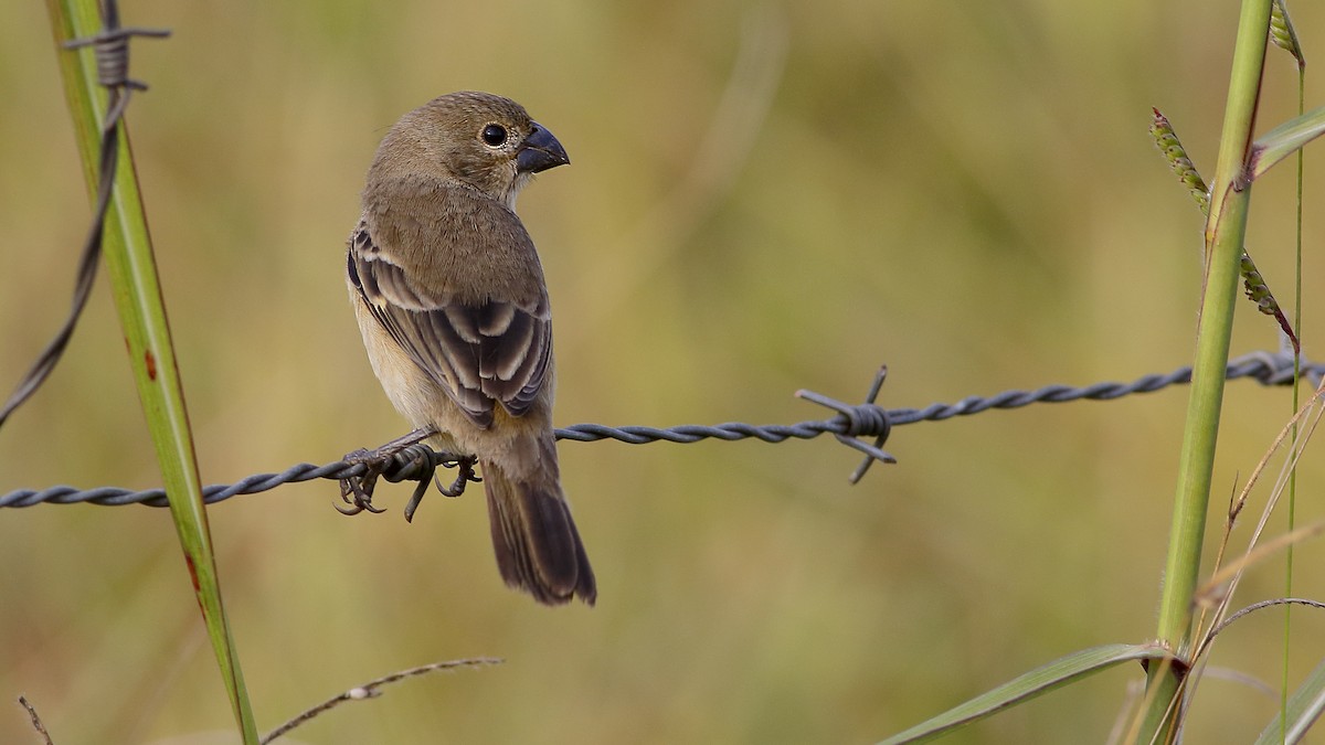 Rusty-collared Seedeater - ML172384751