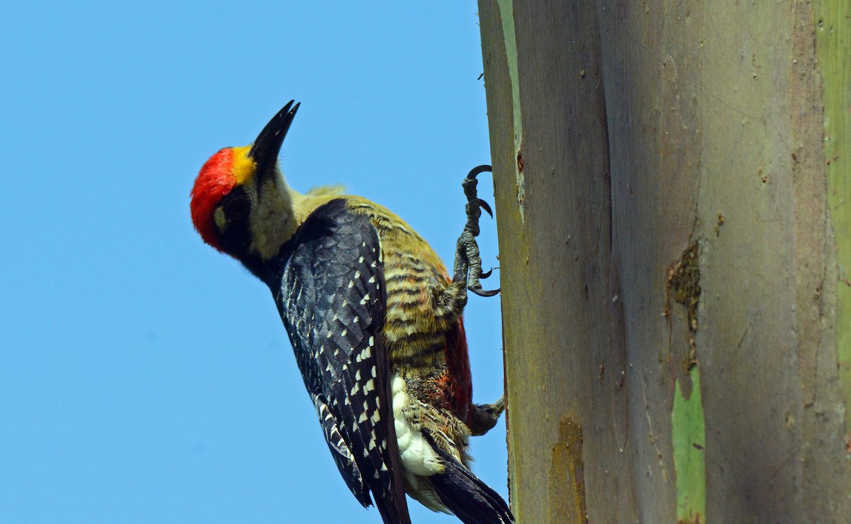 Black-cheeked Woodpecker - ML172385971