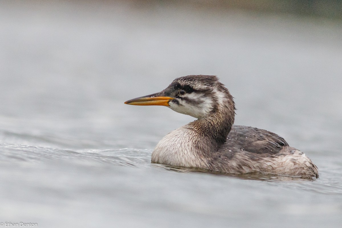 Red-necked Grebe - ML172391451