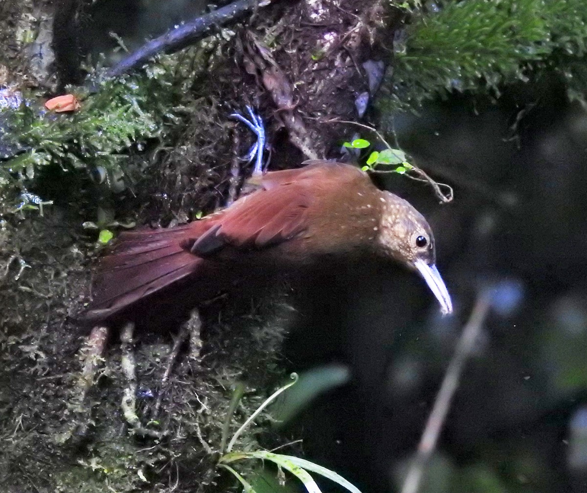 Spotted Woodcreeper - ML172394681