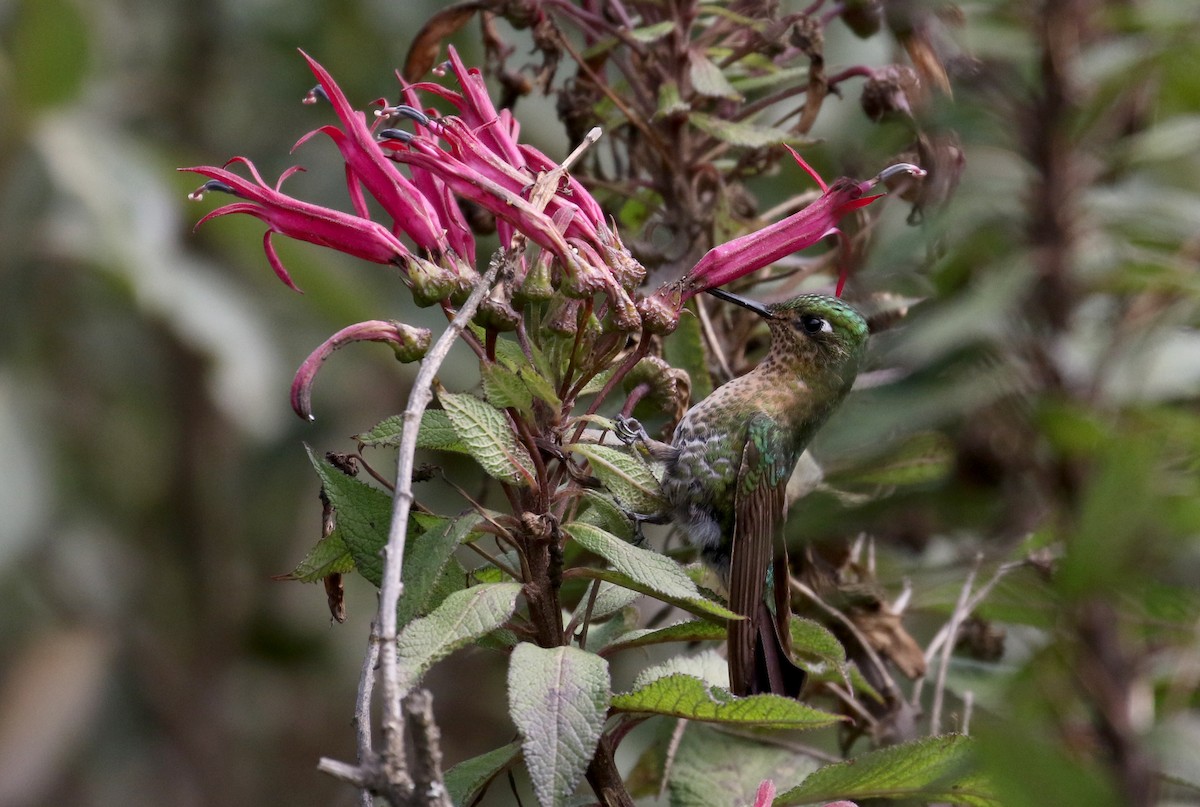 kolibřík dřišťálový (ssp. smaragdinicollis) - ML172399041