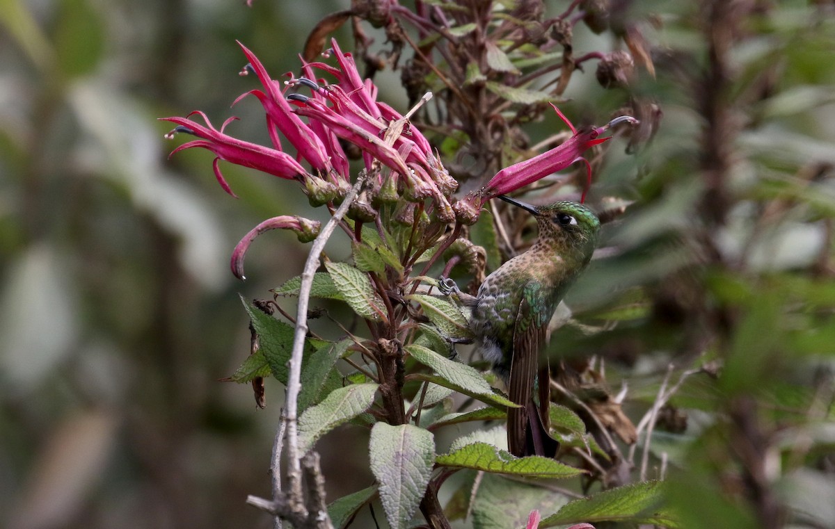 kolibřík dřišťálový (ssp. smaragdinicollis) - ML172399061