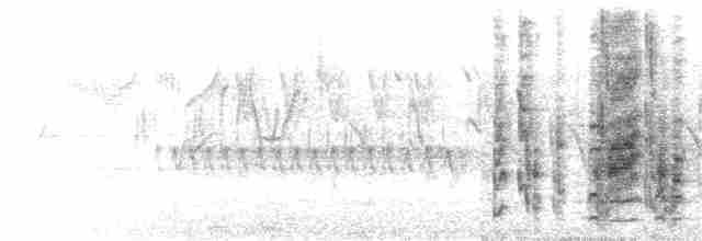 白斑紫嘯鶇 - ML172401851