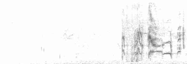 白斑紫嘯鶇 - ML172402011
