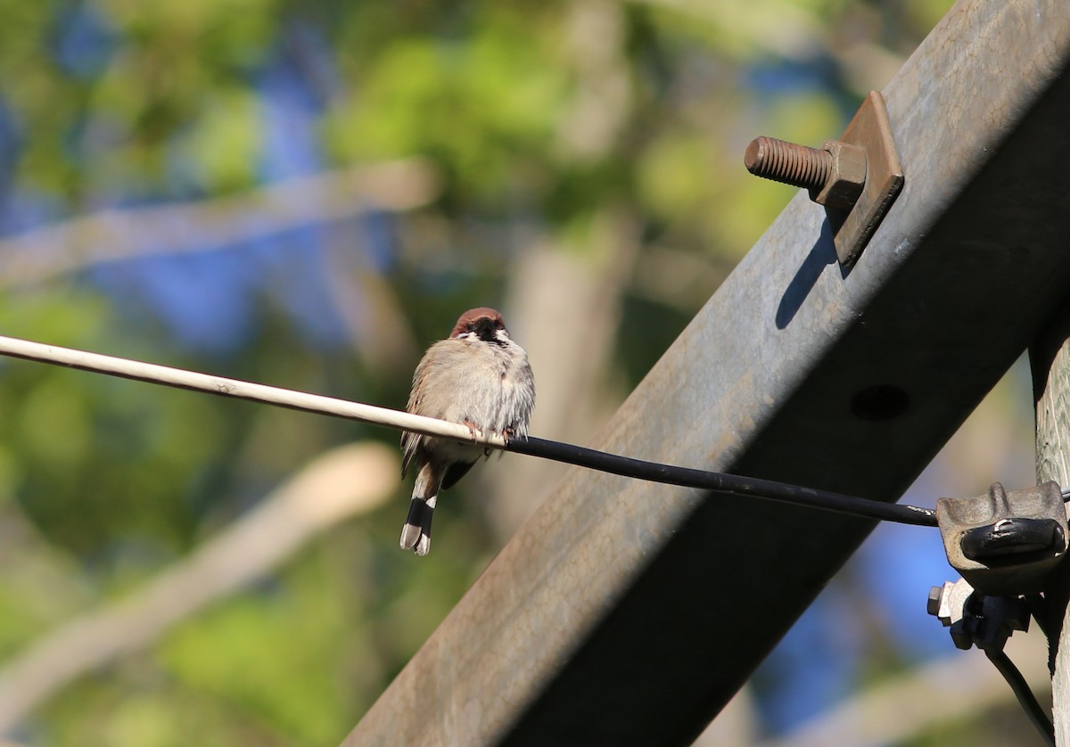 Eurasian Tree Sparrow - ML172403911