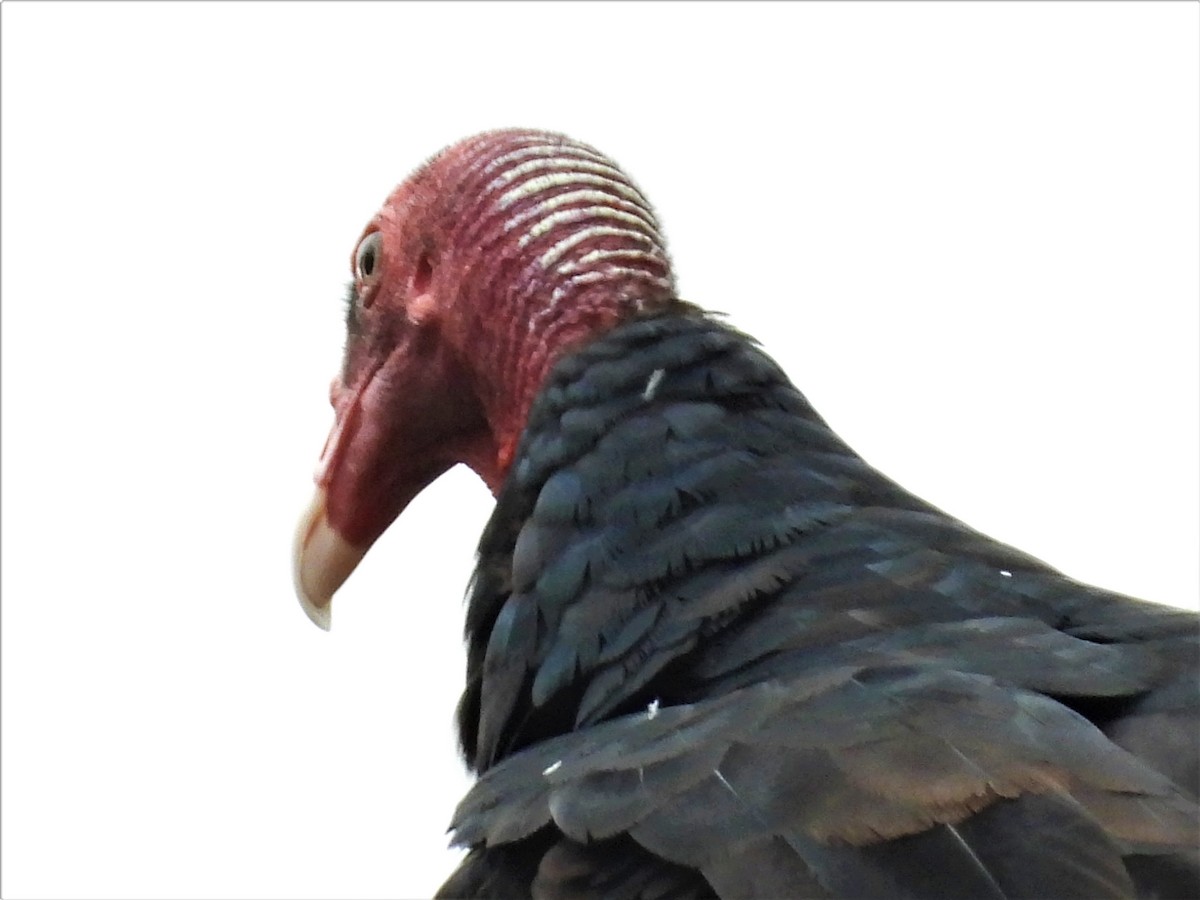 Turkey Vulture (Tropical) - Janet Cook