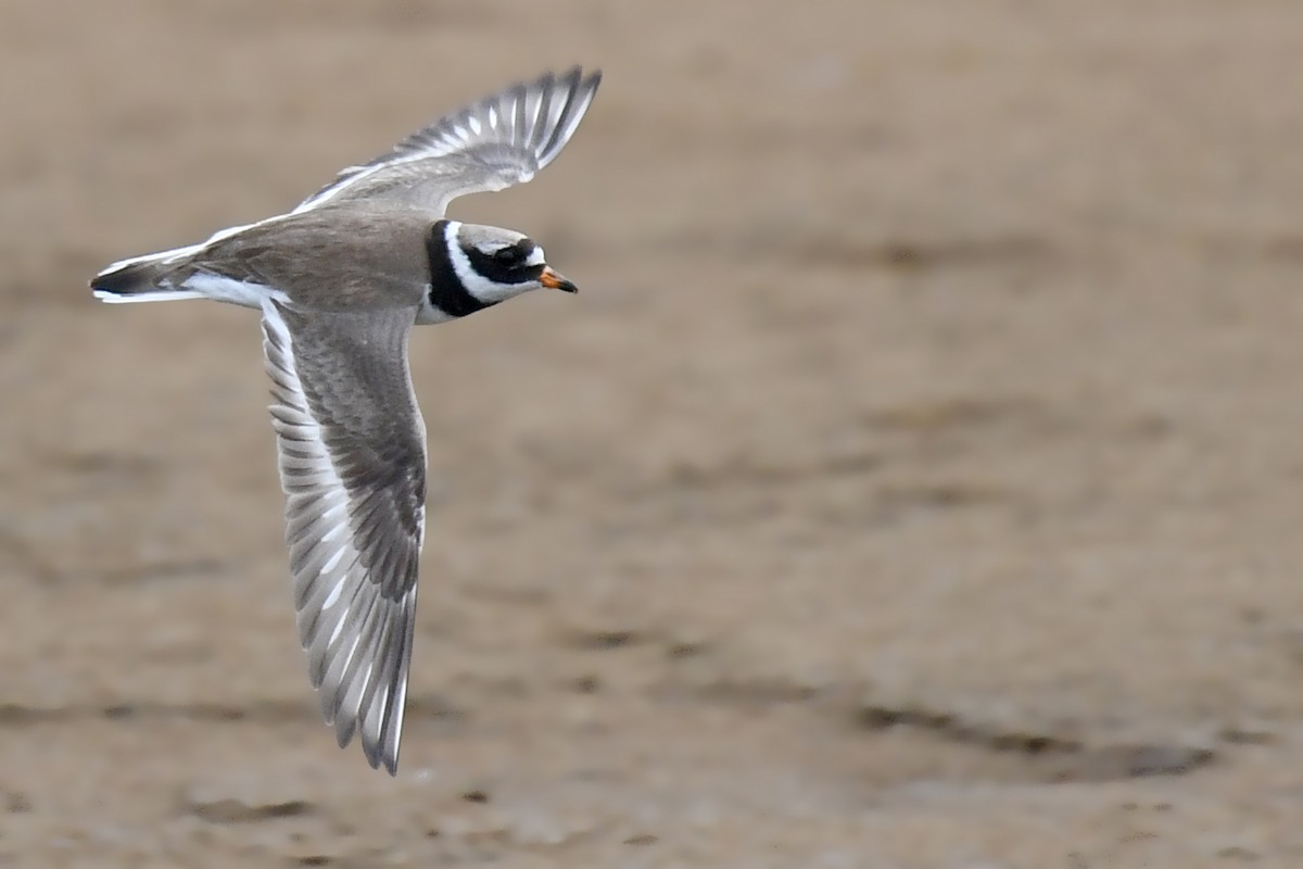 Common Ringed Plover - ML172404981