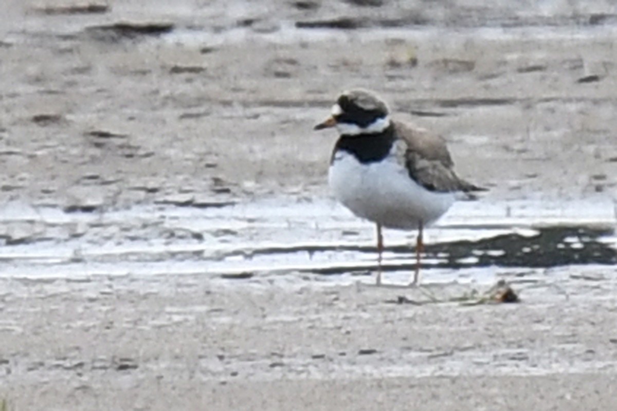 Common Ringed Plover - ML172405001