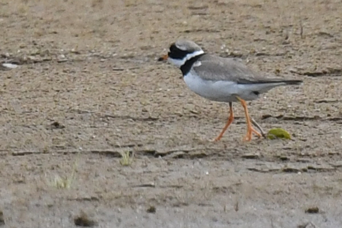 Common Ringed Plover - ML172405011