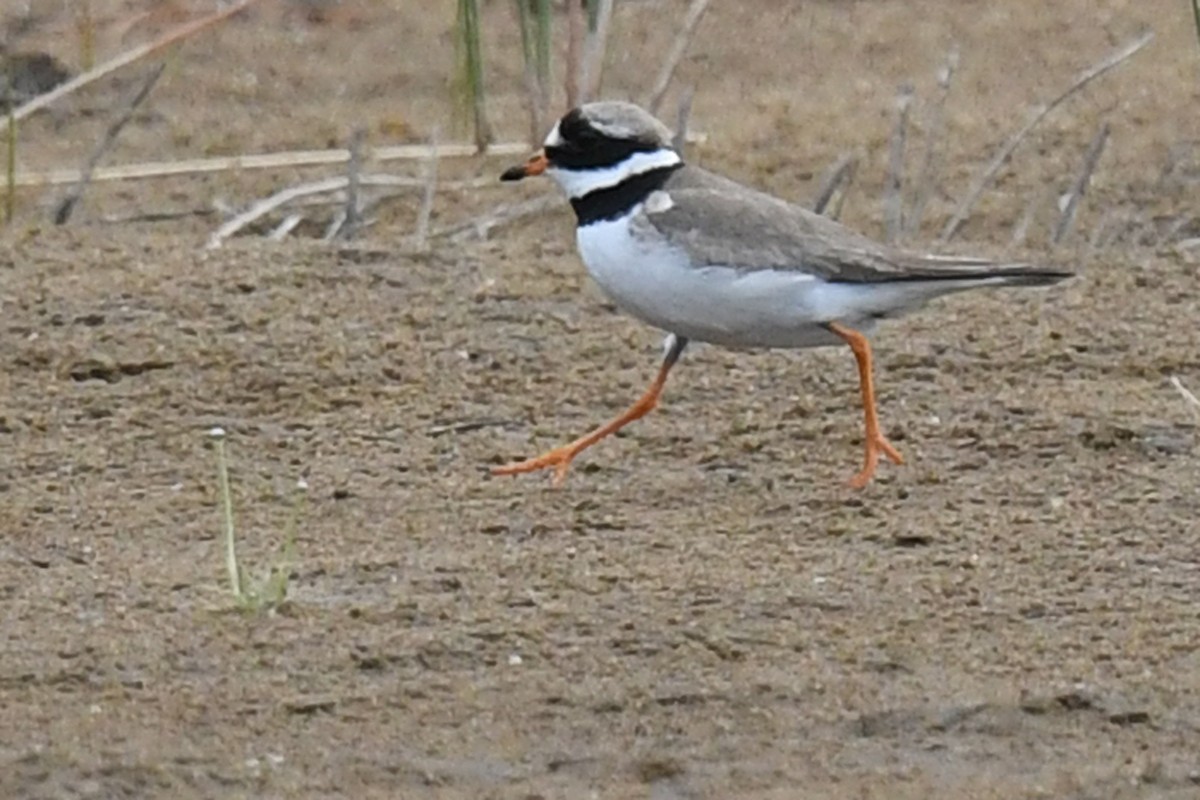 Common Ringed Plover - ML172405041
