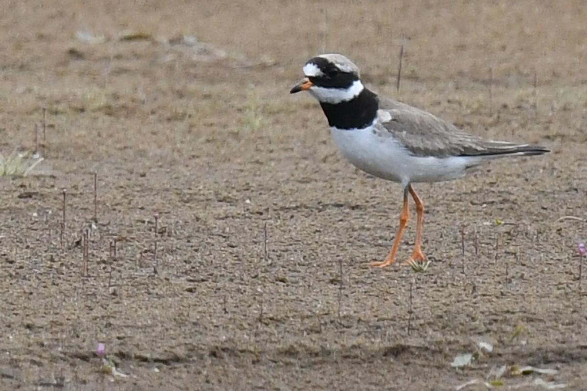 Common Ringed Plover - ML172405091