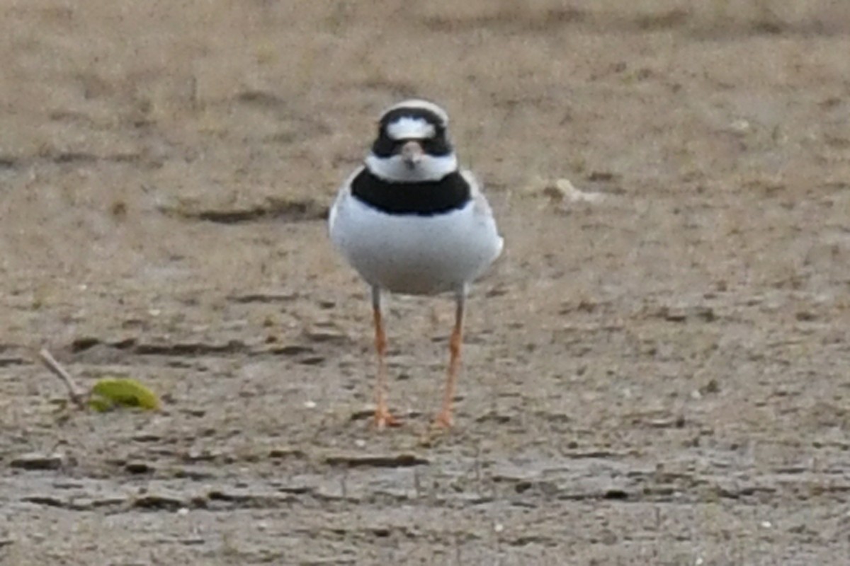 Common Ringed Plover - ML172405121