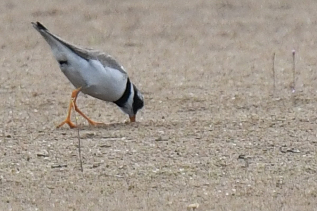 Common Ringed Plover - ML172405141