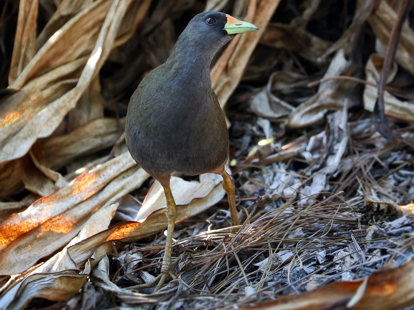 Palevented Bushhen eBird
