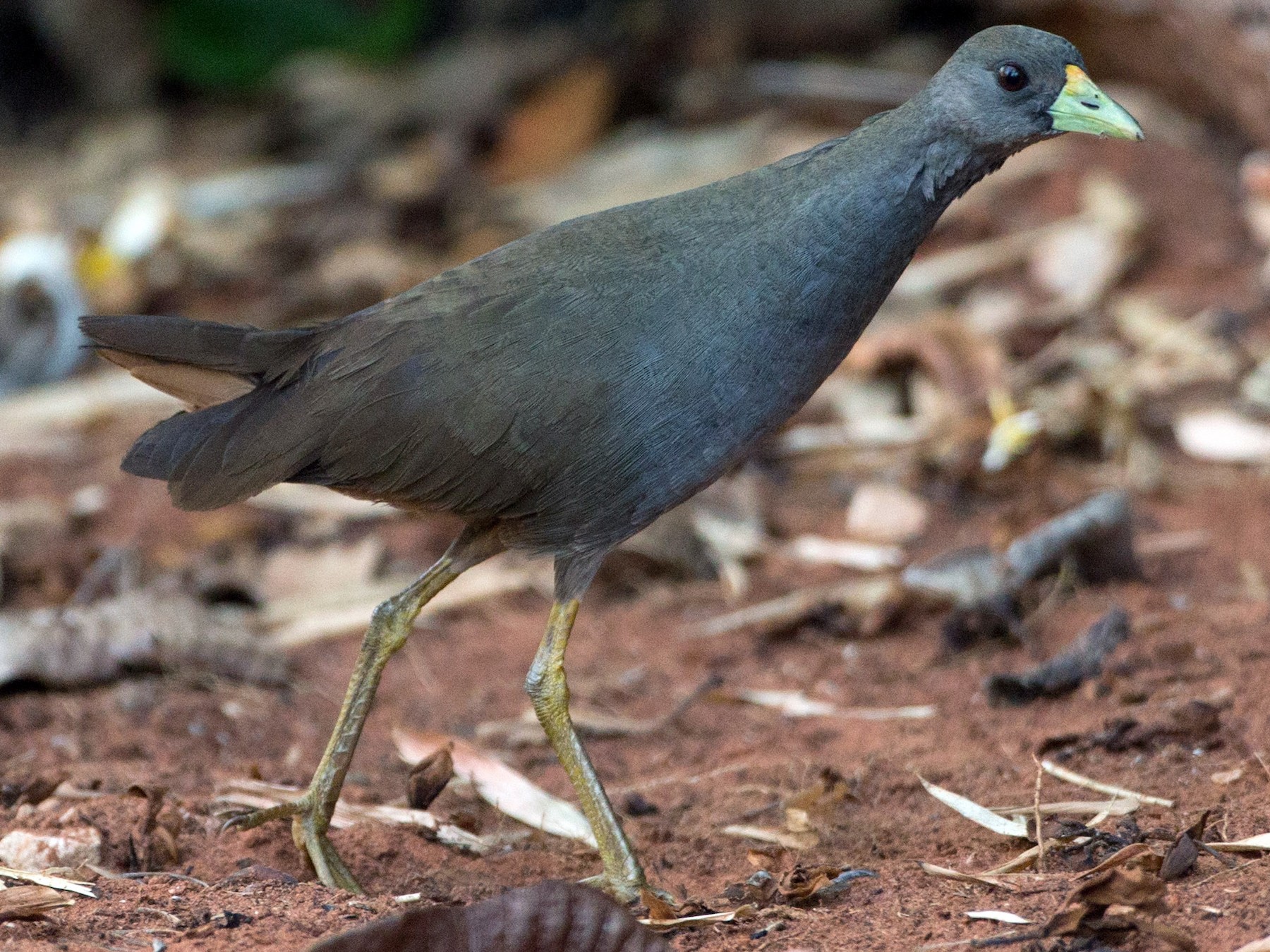 Palevented Bushhen eBird