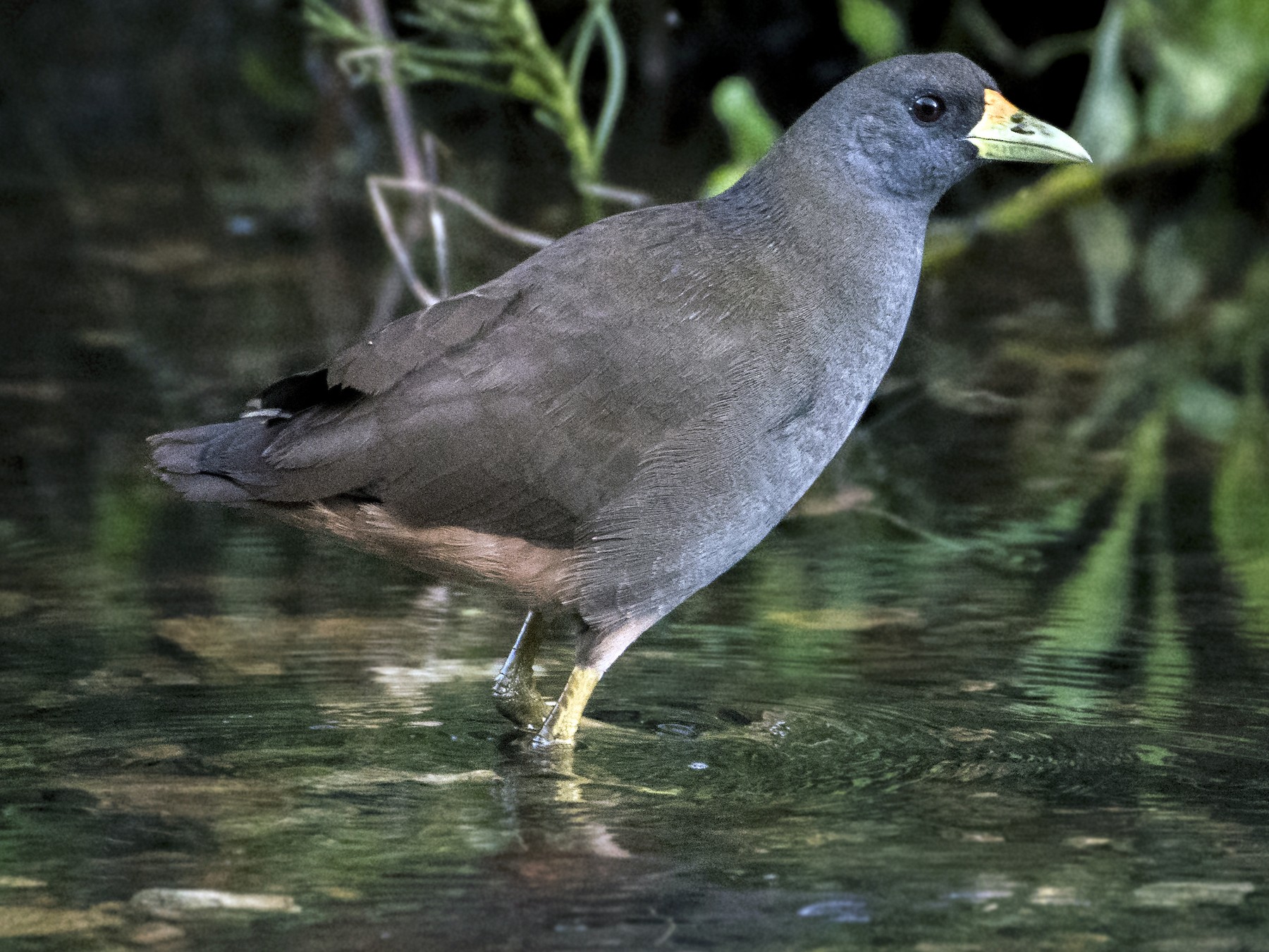 Palevented Bushhen eBird