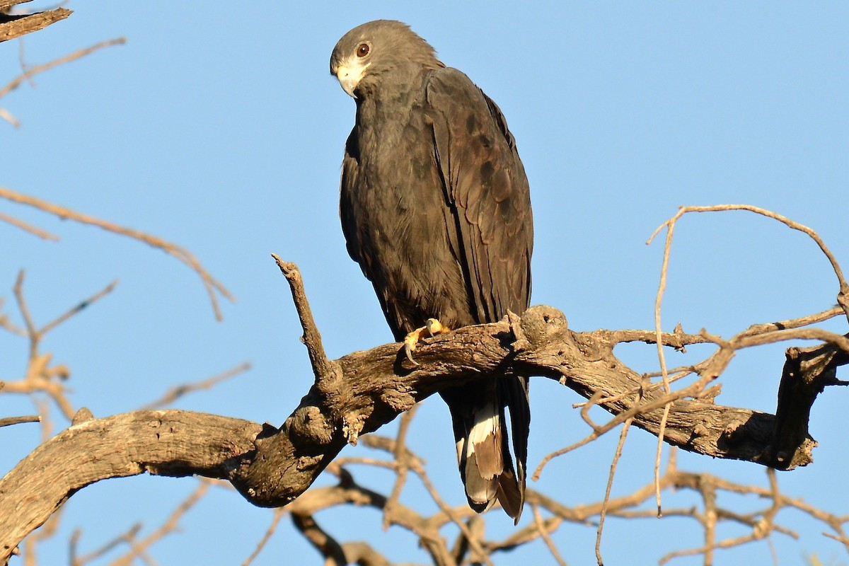 Zone-tailed Hawk - Tim DeJonghe