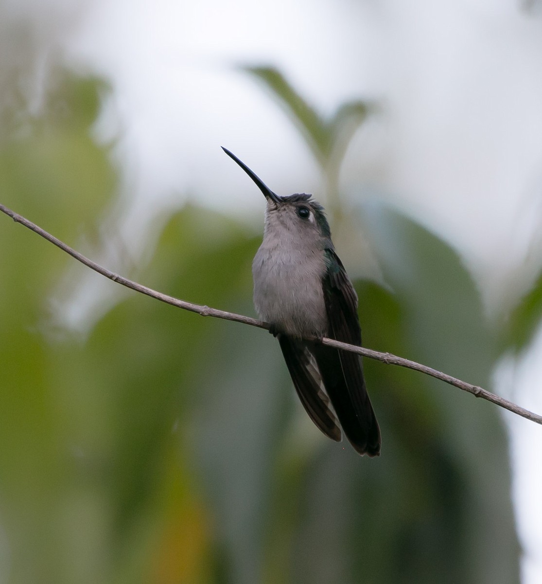 kolibřík klínoocasý - ML172411461