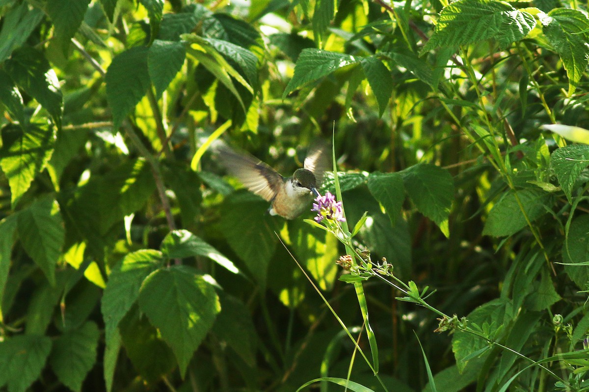 Ruby-throated Hummingbird - ML172412531