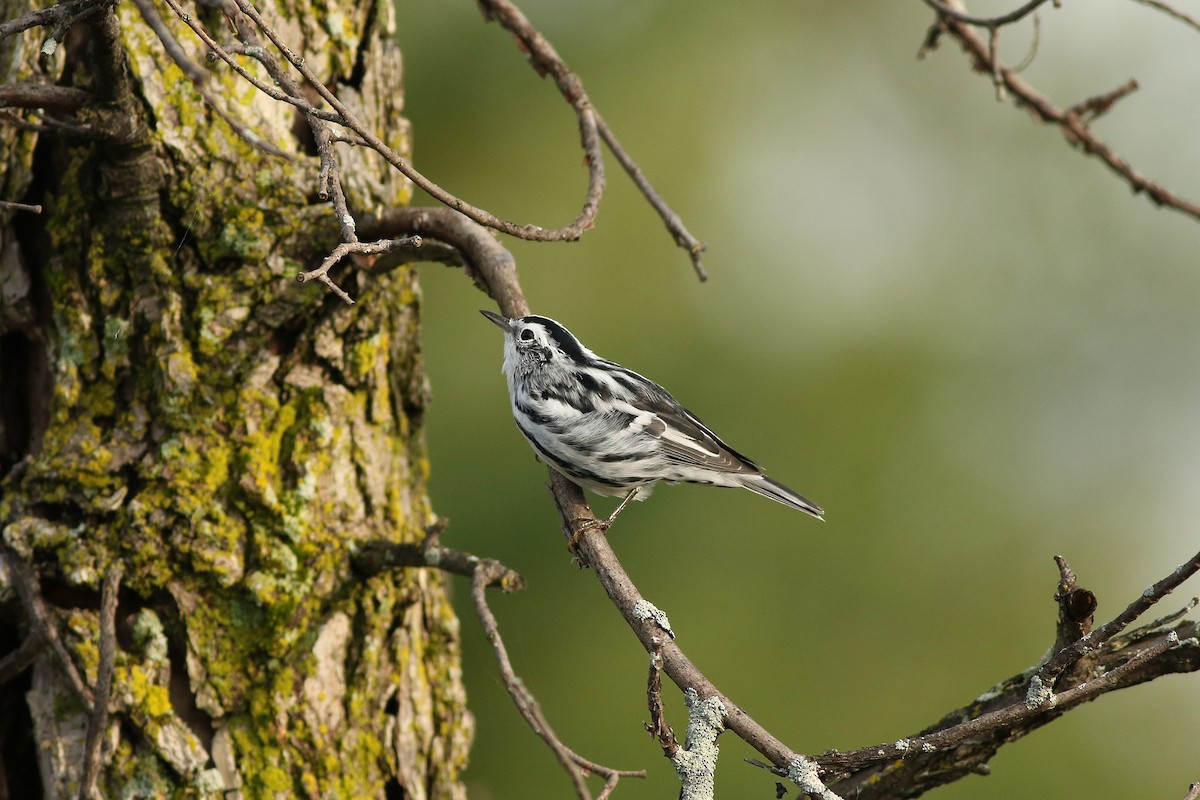 Black-and-white Warbler - ML172412961