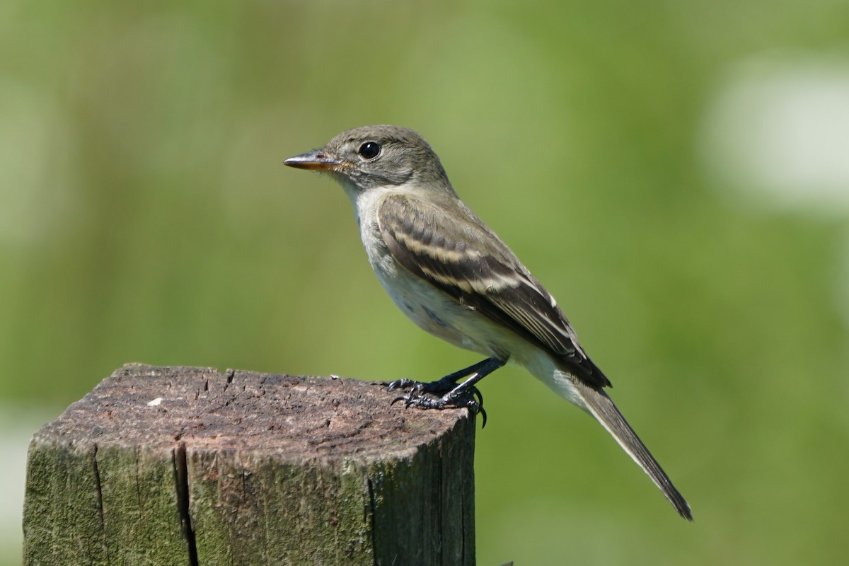 Willow Flycatcher - Ed McGee
