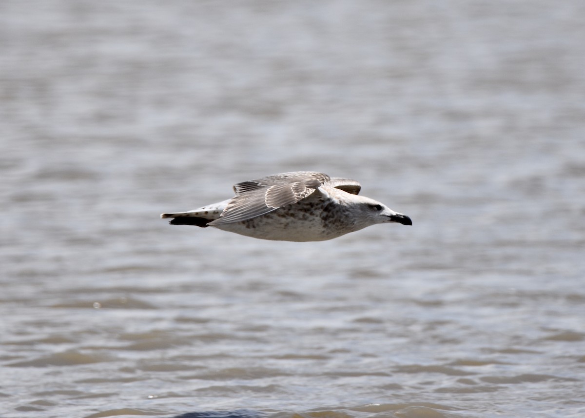 Great Black-backed Gull - Pete Monacell