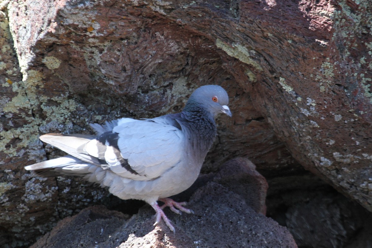 Rock Pigeon (Feral Pigeon) - Will Sweet