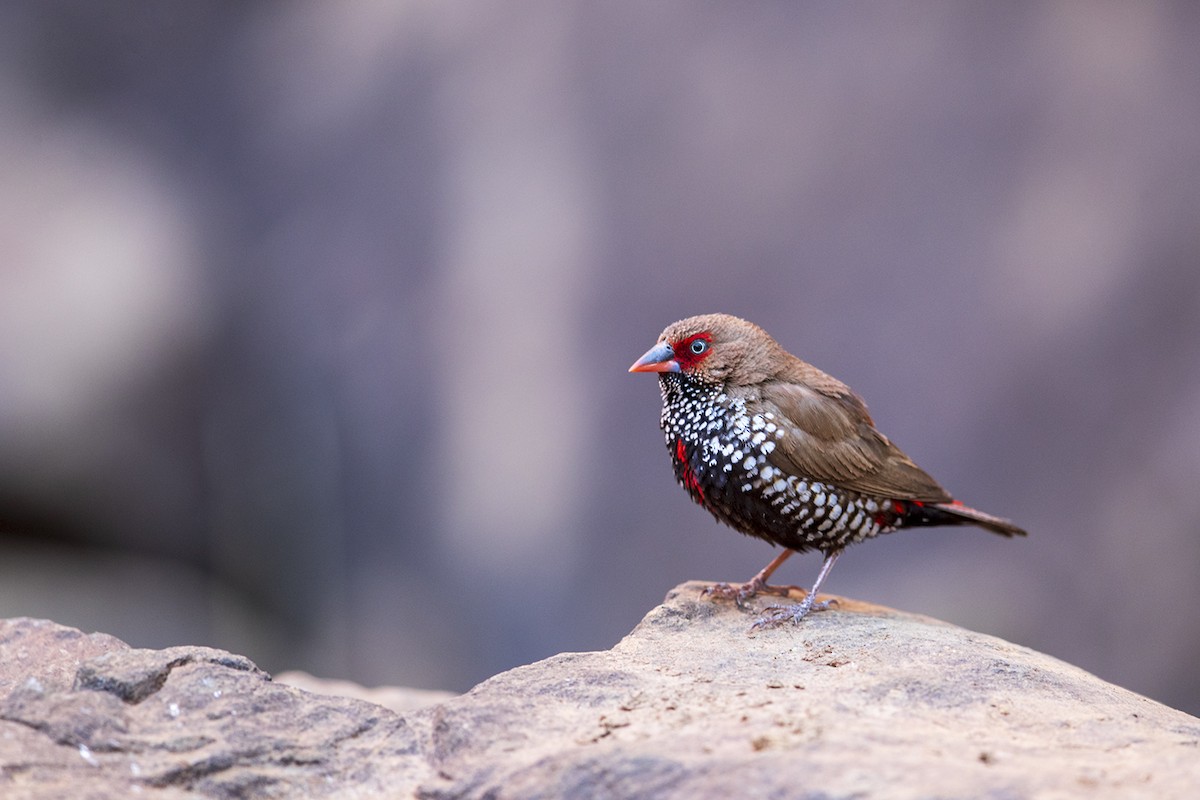 Painted Firetail - Laurie Ross | Tracks Birding & Photography Tours