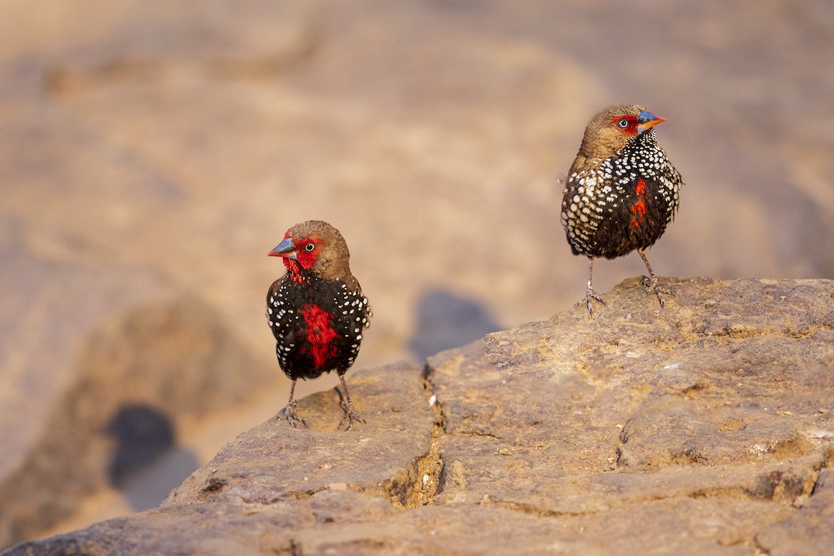 Painted Firetail - Laurie Ross | Tracks Birding & Photography Tours