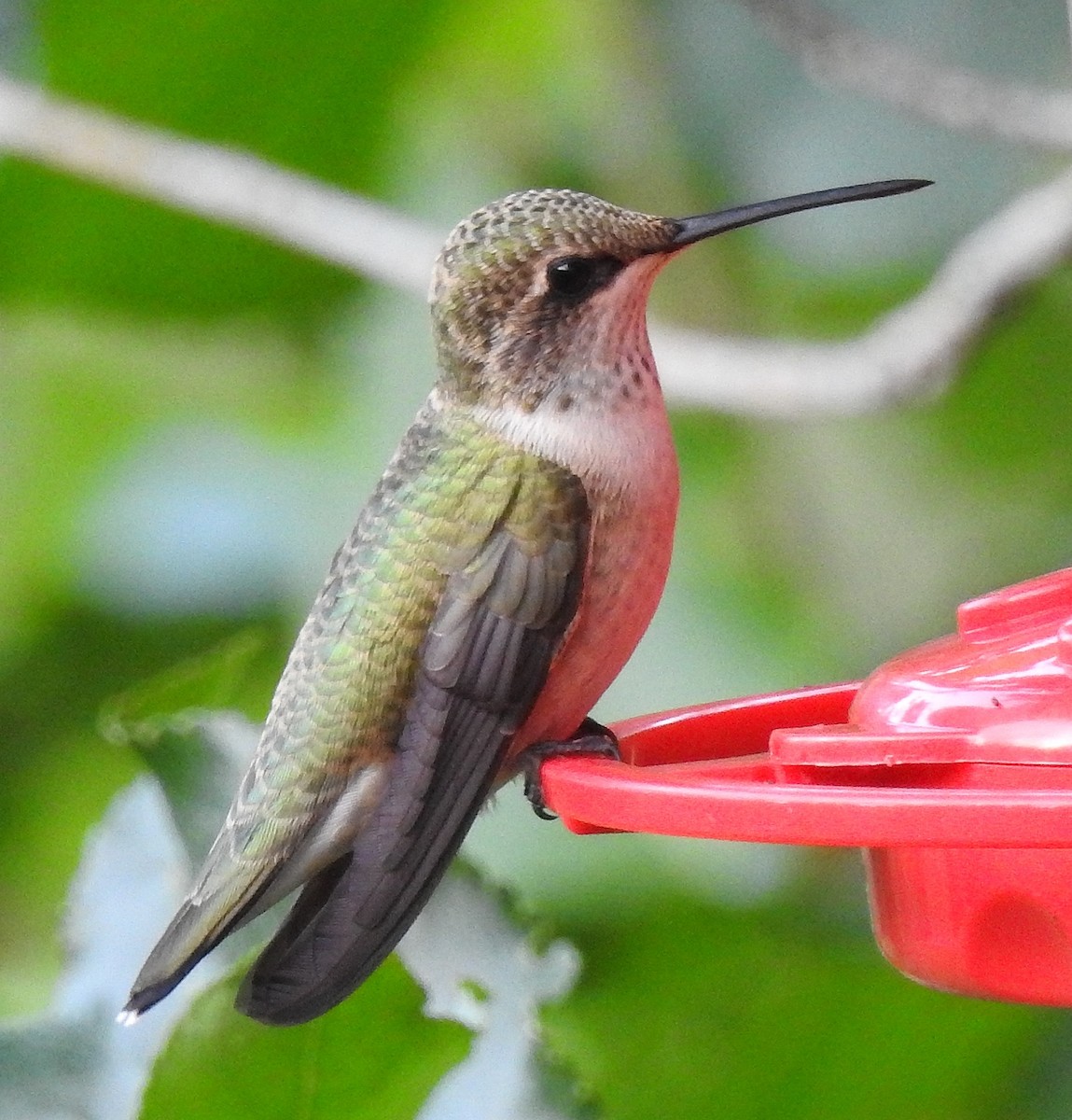 Black-chinned Hummingbird - Pat Grantham