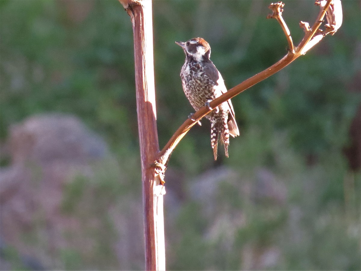 Arizona Woodpecker - ML172423161