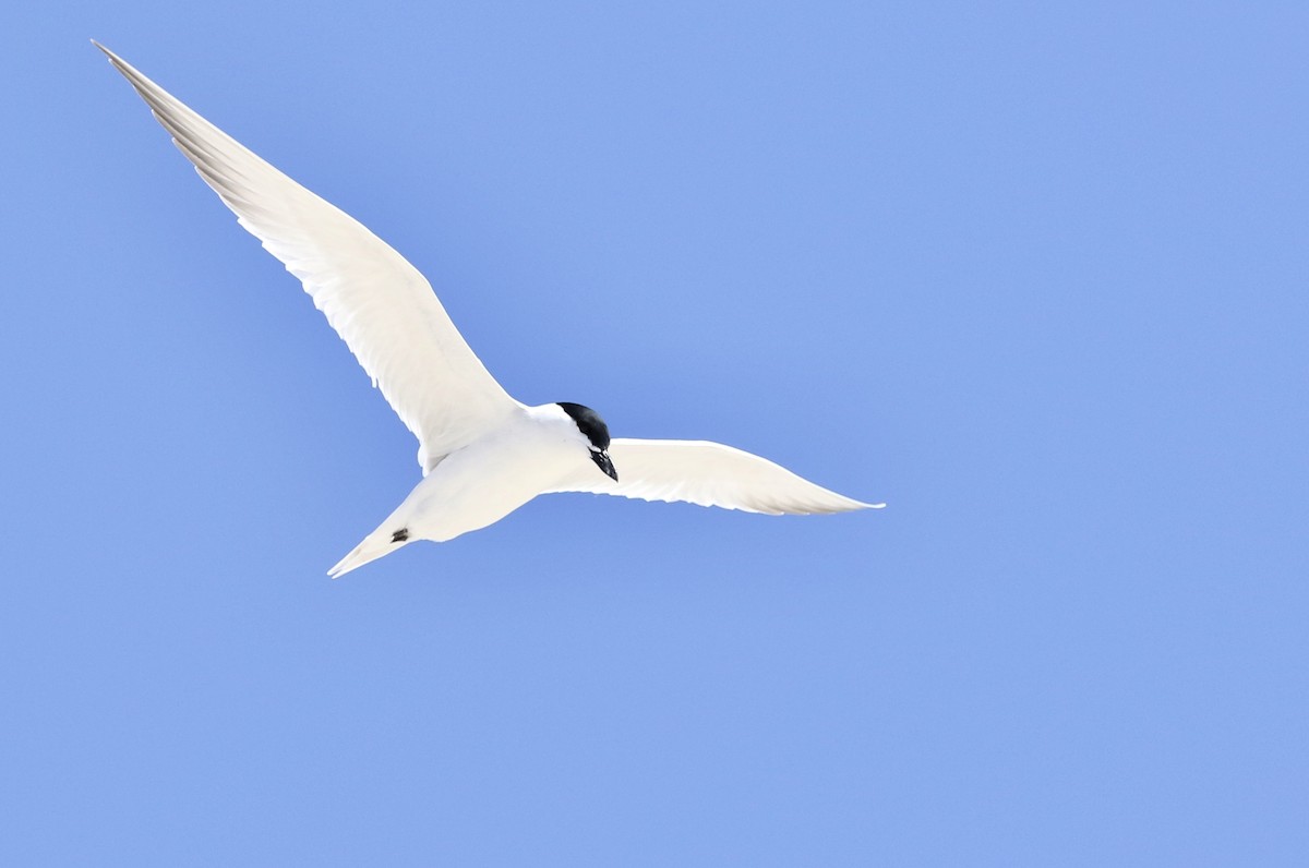 Gull-billed Tern - ML172423561