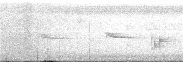 Ash-throated Flycatcher - ML172423991