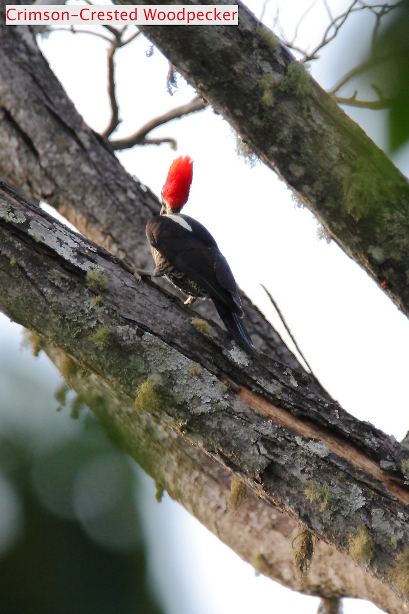 Crimson-crested Woodpecker - ML172424171