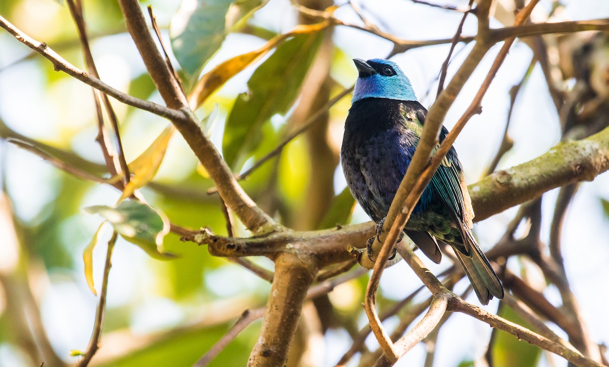 Blue-necked Tanager - David Monroy Rengifo