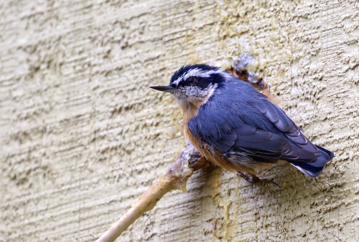 Red-breasted Nuthatch - ML172431631