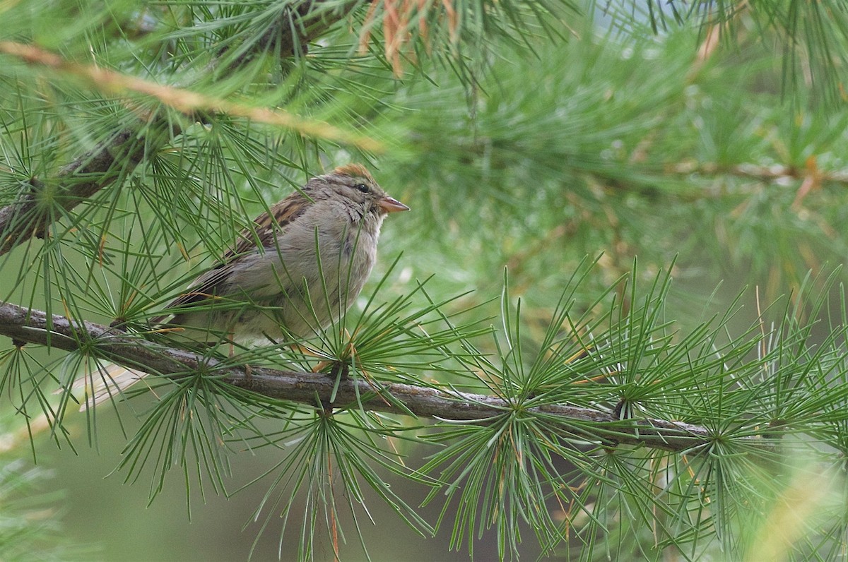 Chipping Sparrow - ML172432051