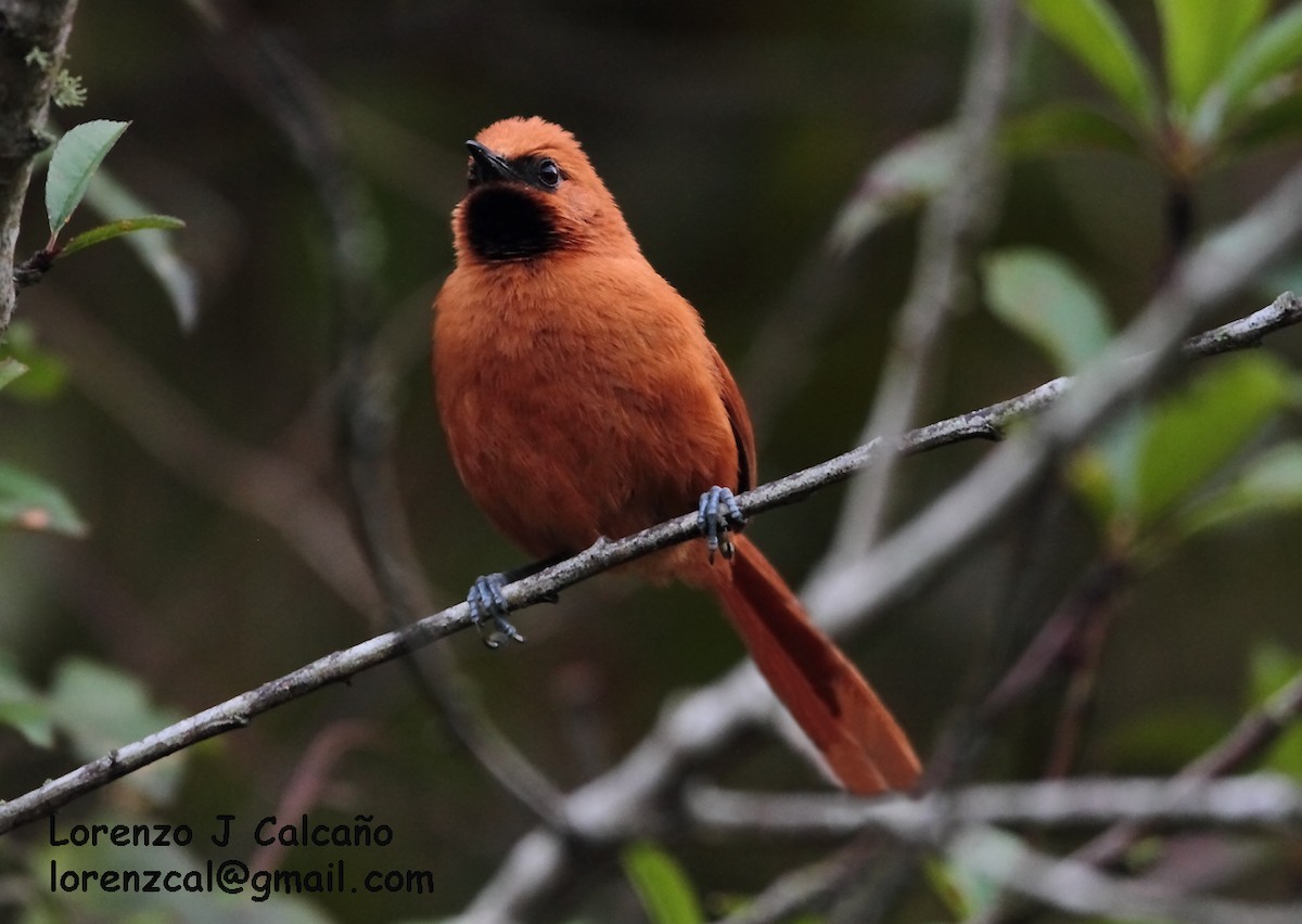 Black-throated Spinetail - ML172435261