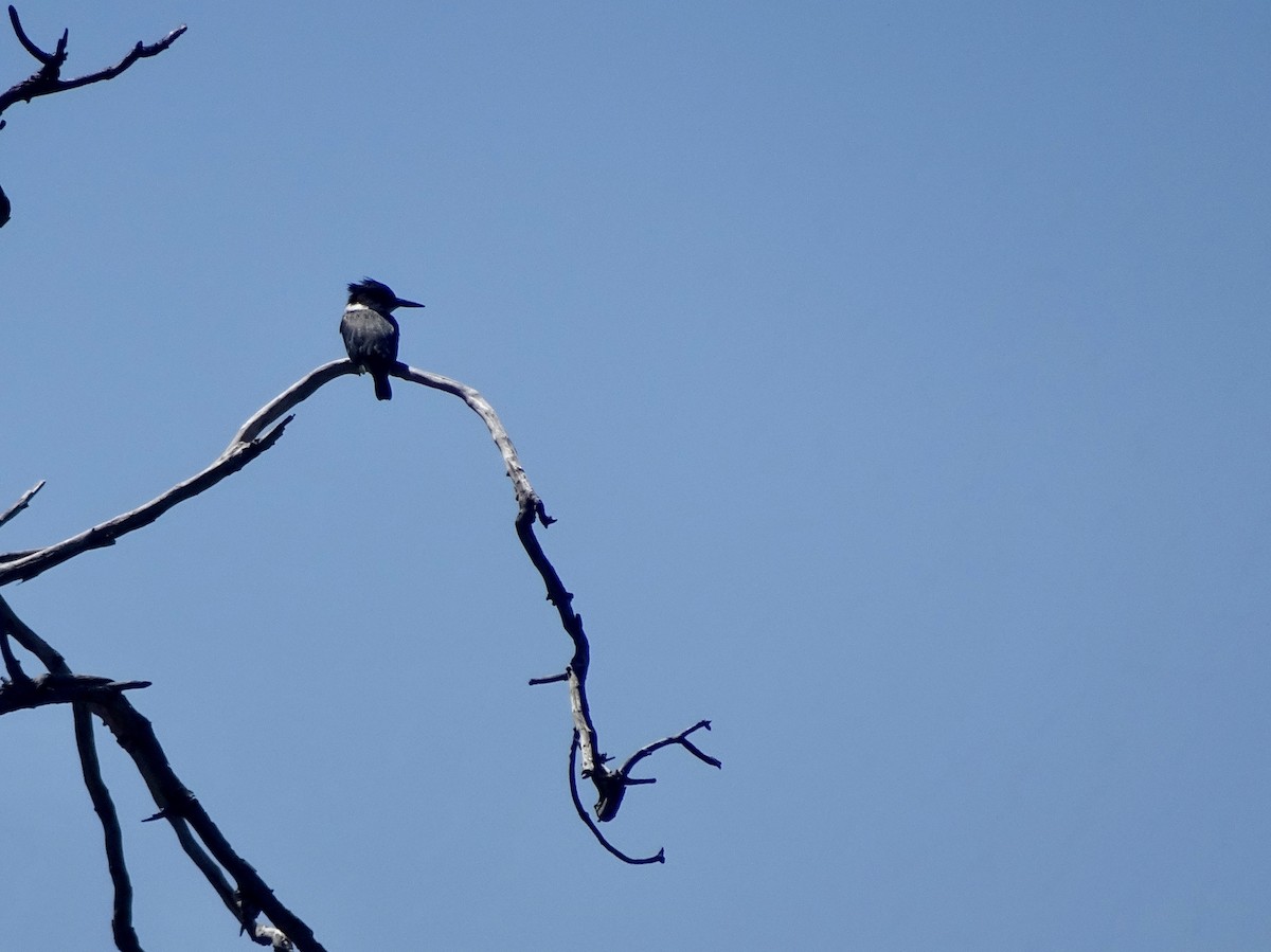 Belted Kingfisher - ML172435601