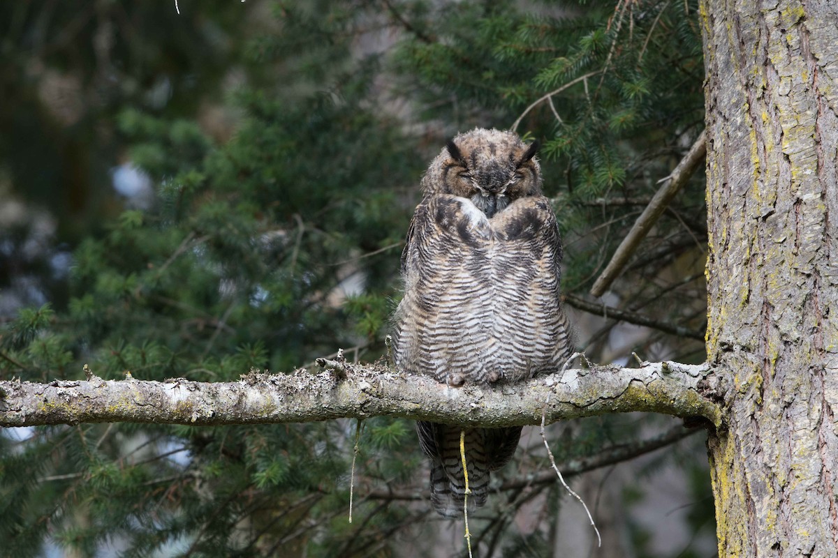 Great Horned Owl - Micha Mandel