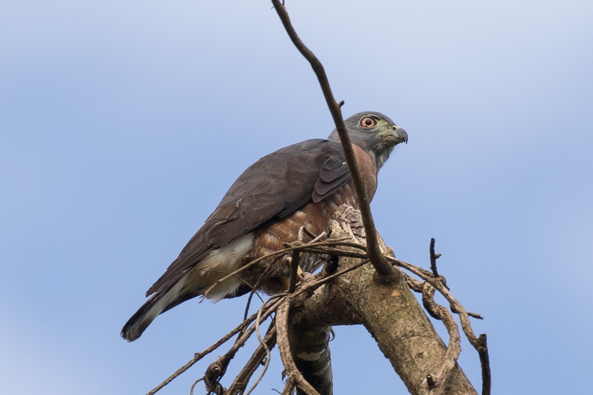 Double-toothed Kite - ML172441421