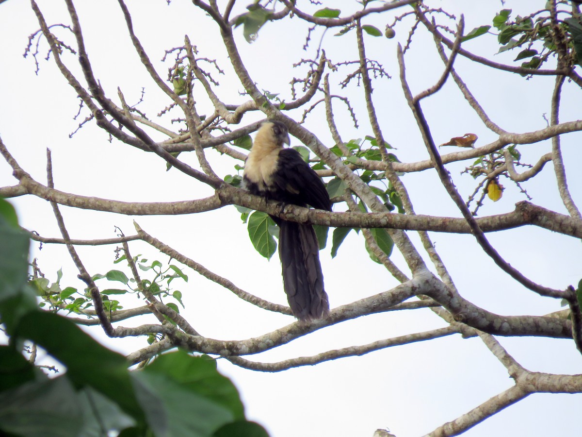 Pied Coucal - ML172442851