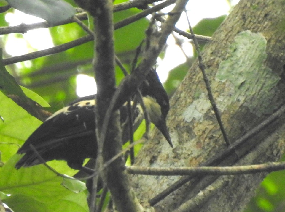 Heart-spotted Woodpecker - ML172443391
