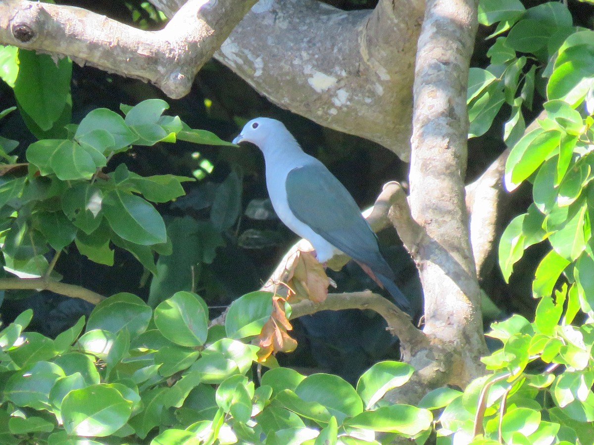 Island Imperial-Pigeon - ML172445311