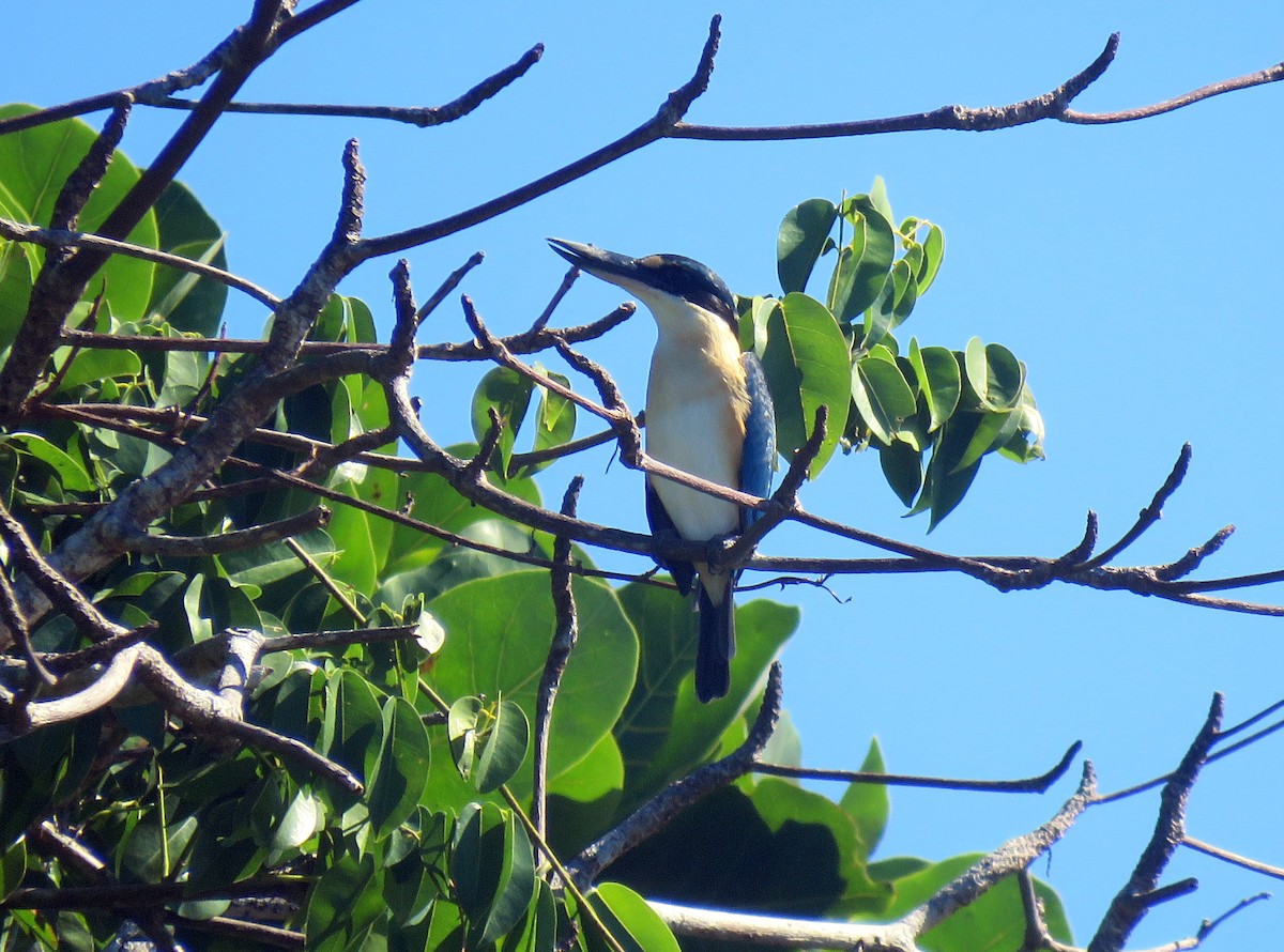 Melanesian Kingfisher (New Britain) - ML172445481